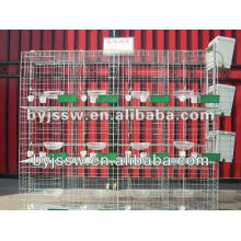 Racing Pigeon Products for Sale